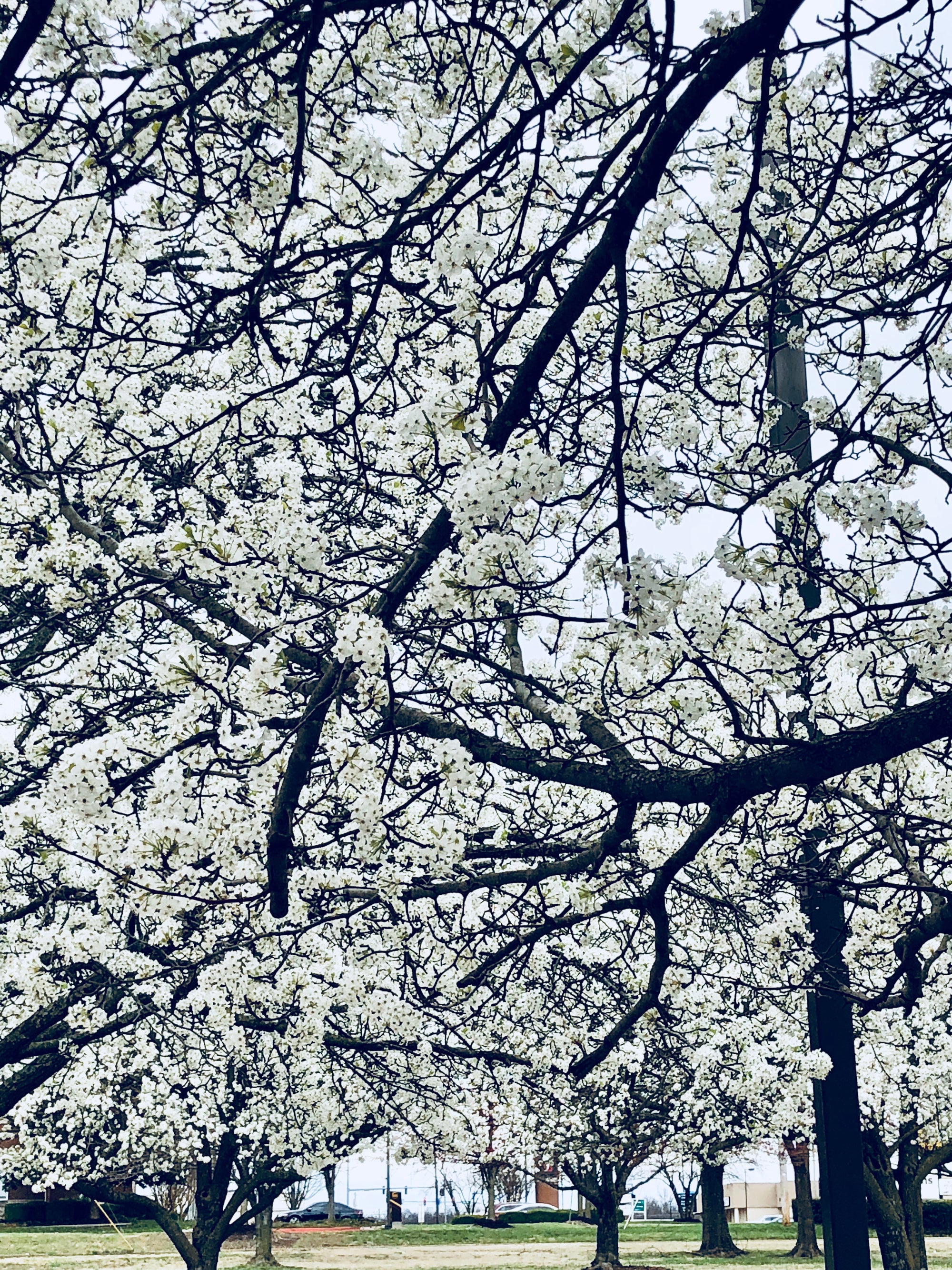 Be Mindful, Be Thankful:  The Beauty and Smell of Spring